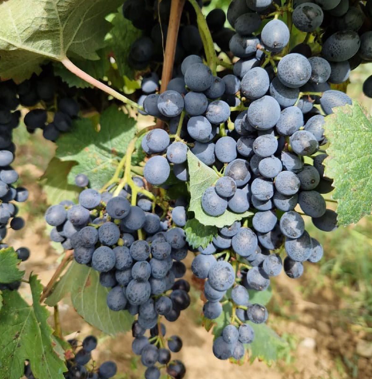 Clusters of dark grapes on the vine